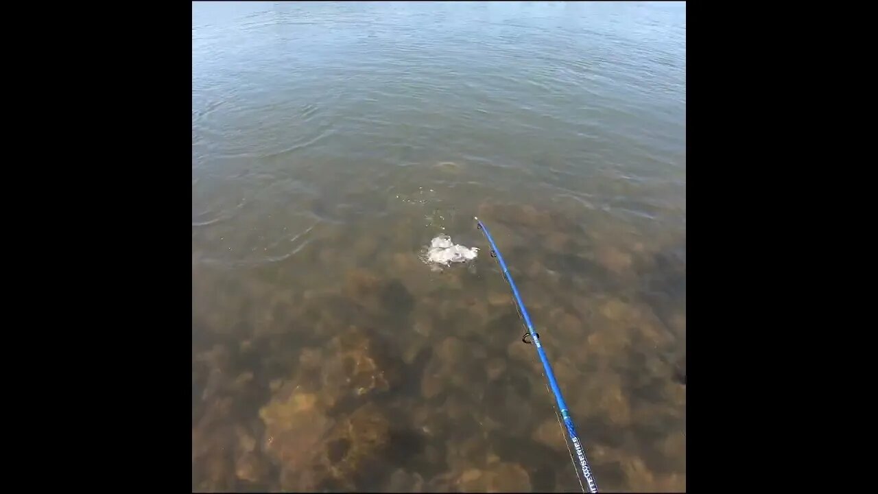 White Bass below the Dam