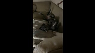 Good Morning Happy Doggy
