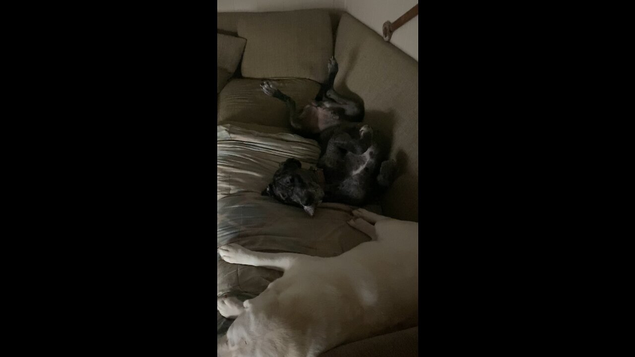 Good Morning Happy Doggy