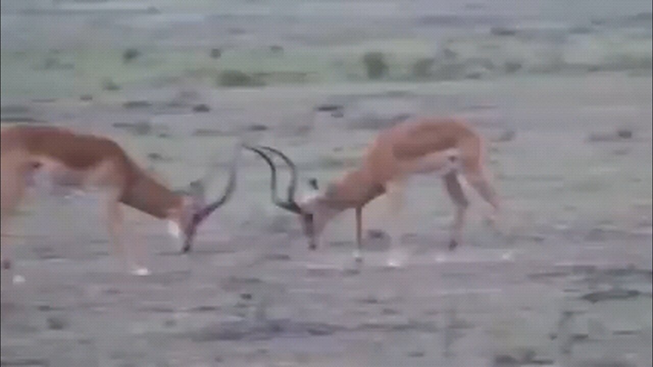WORLD’S FASTEST ANIMALS FAIL! Grant’s Gazzele Take Down 🐆
