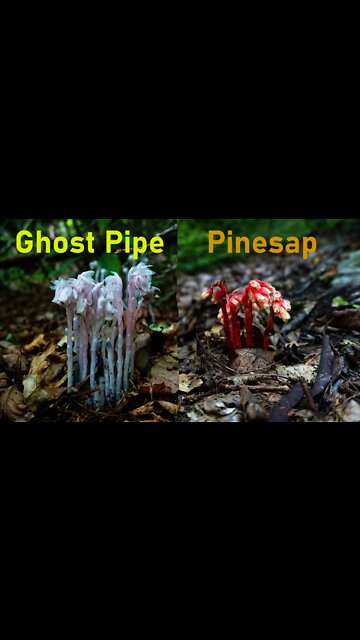 Ghost Pipe Flowers Foraging and Medicinal Properties. Pinesap flowers. How to Forage