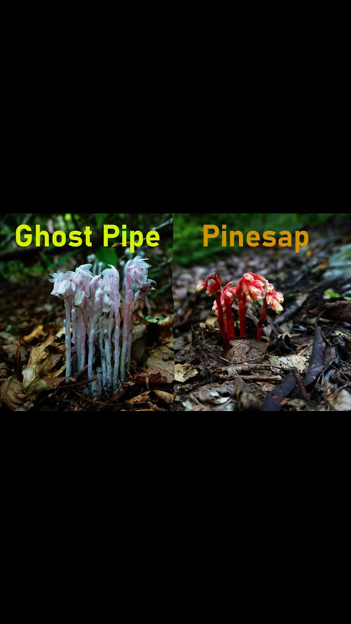 Ghost Pipe Flowers Foraging and Medicinal Properties. Pinesap flowers ...