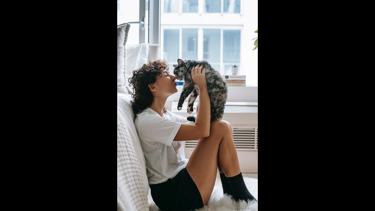 Rambunctious kitten plays with gentle Dalmatian friend