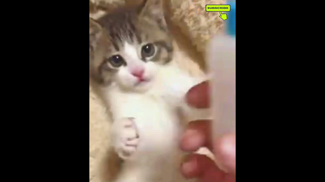 funniest cute kitten😻 trending video