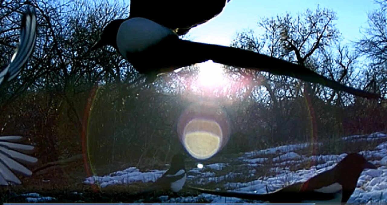 Trail Cam Captures - Bun, Birds, Pheasants And, Of Course, Mama Skunk