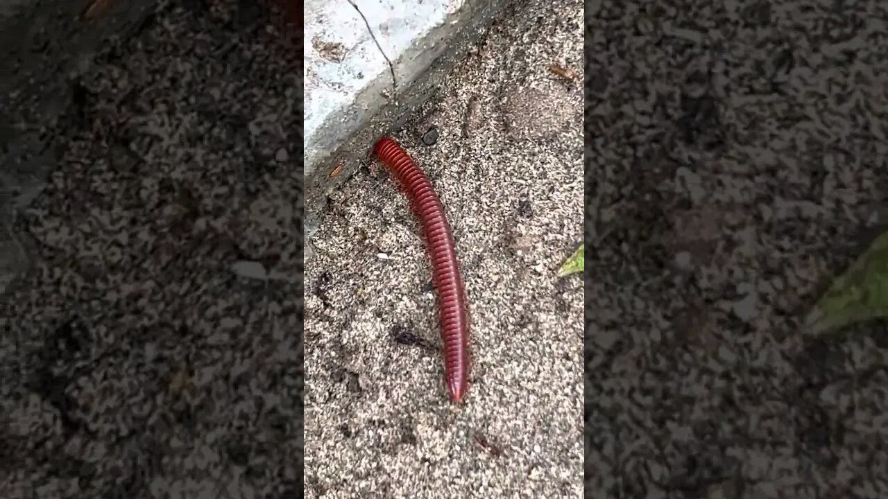 A really cool Millipede that we found in Vietnam.