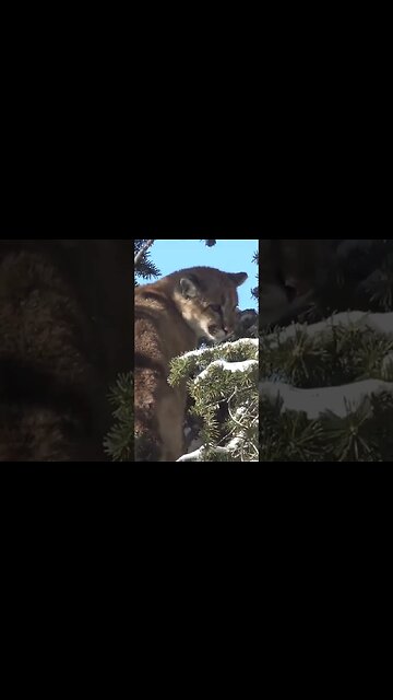 Small Mountain Lion! #mountainlion #lion #cathunting #hunting #shortsfeed #shortsvideo #wyoming