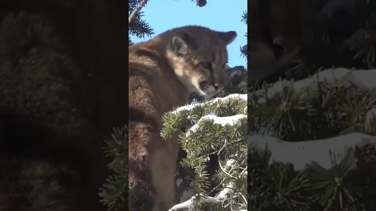 Small Mountain Lion! #mountainlion #lion #cathunting #hunting #shortsfeed #shortsvideo #wyoming