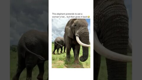 Elephant Pretends To Eat Womans Hat