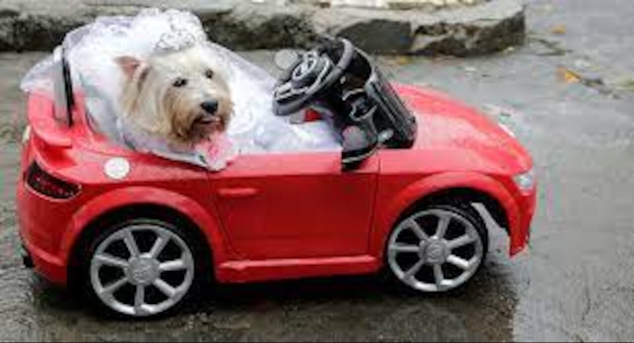 Only dogs