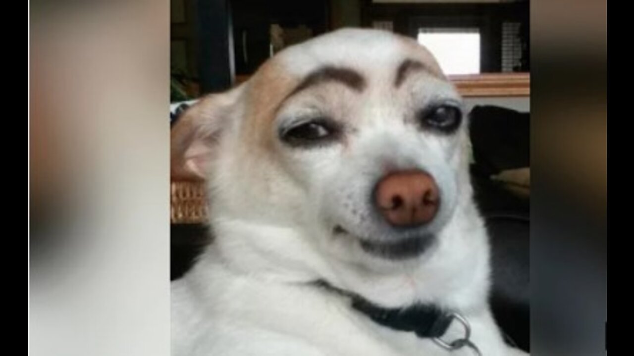 Best Funny Dogs compilation