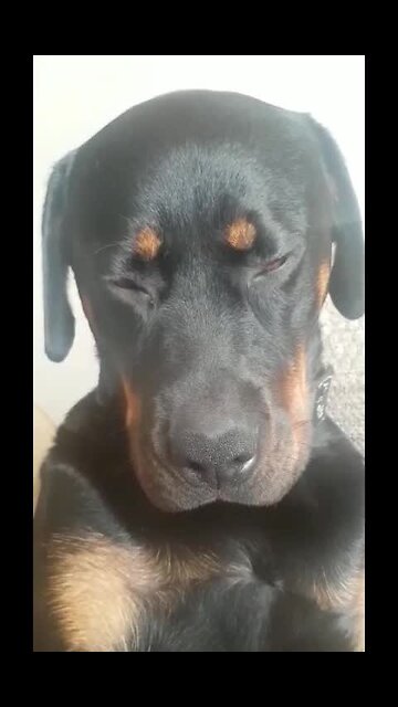 Super Tired Rottweiler Nearly Falls Asleep Sitting Up