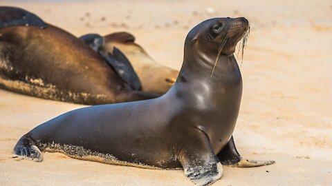 SEA LION - Animals For Kids - Know The Animal