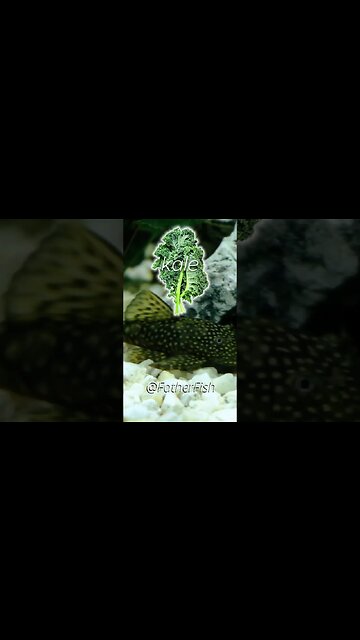 Discover the Pleco Fish Diet That Will Blow Your Mind!
