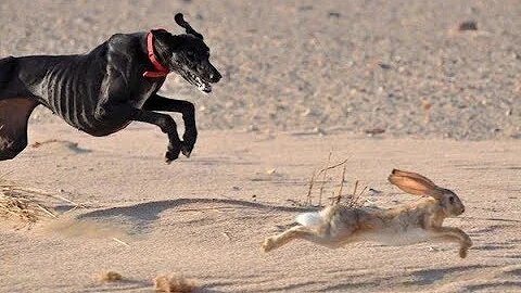 Watch the speed of dogs or rabbits