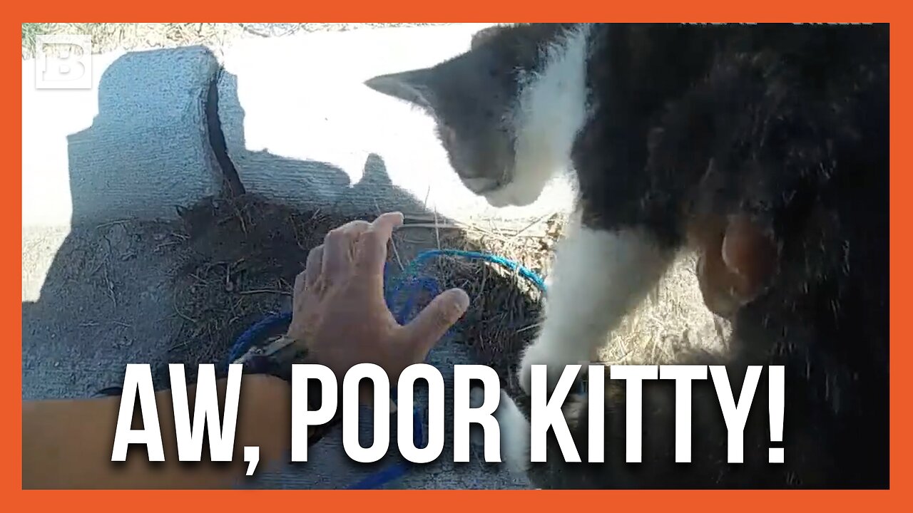 Aw, Poor Kitty! Officer Hears Kitten's Cry for Help and Lassos Feline Out of Storm Drain