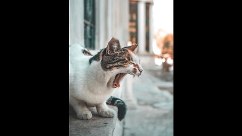 funny cat 😊