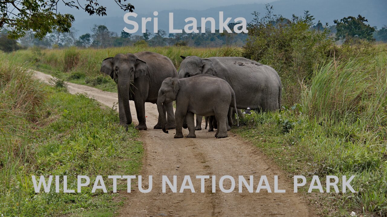 WILPATTU NATIONAL PARK | This is Sri Lanka