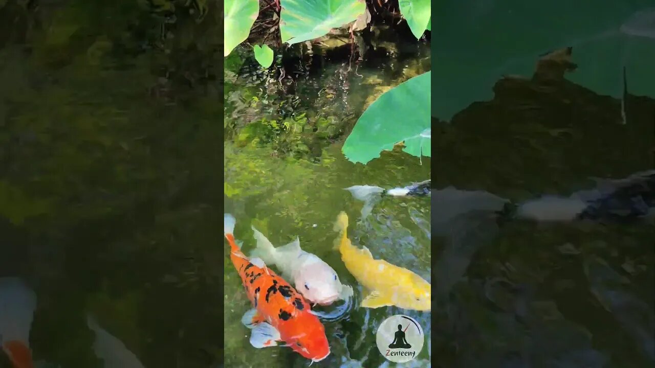 Calming Koi Pond at Pine Wind Japanese Garden | Torrance, CA (Soft Piano Music)