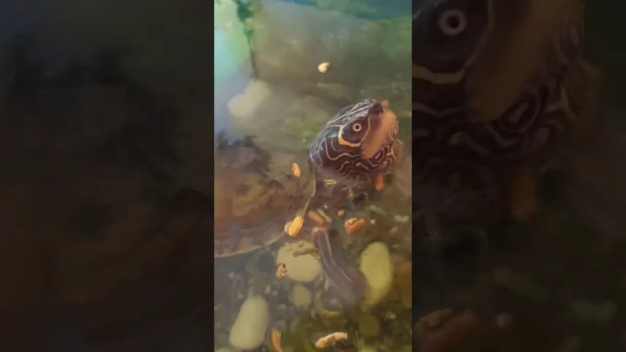 He's fed up of waiting!🐢 #pets #fyp #shorts