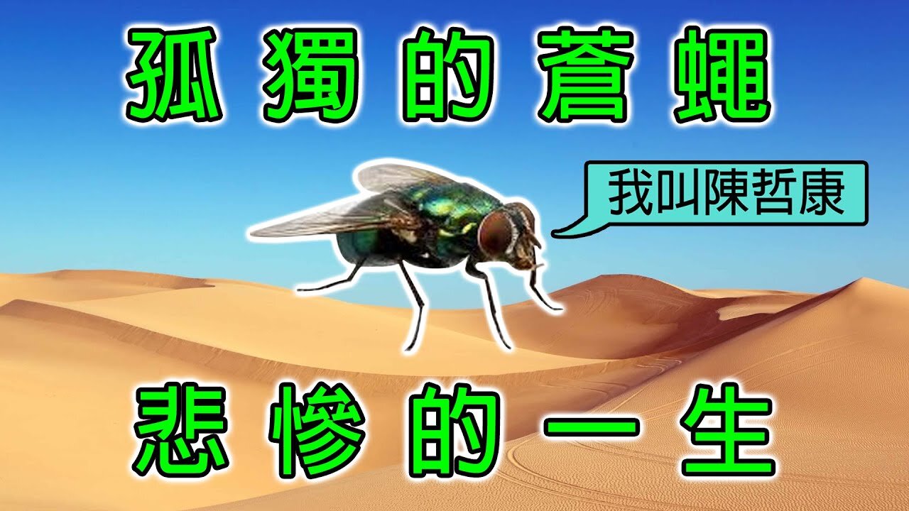 孤獨的蒼蠅悲慘的一生 Sad Story of A Lonely Fly