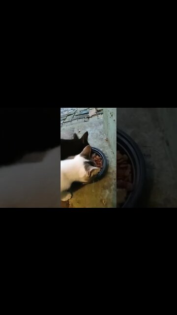 Pretty Kitties, Sharing Siblings, Food Dude.