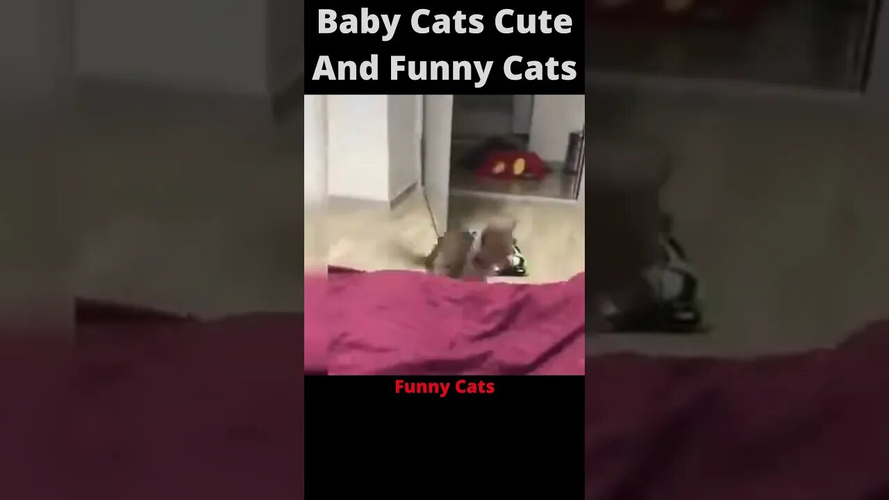 Baby cats-Funny cats😂🤣😂|#shorts #shortsvideo #youtubeshorts #cutecat #funnycat #babycat #subscribe