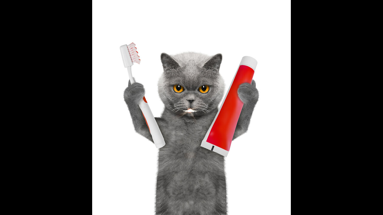 How to treat you cat's bad breath in your home?