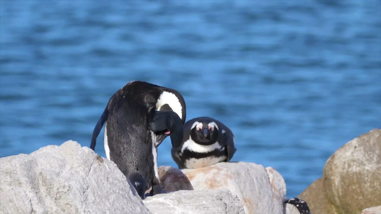 2 $$ Most travel in cruise ships to view the ice caps and wildlife such as penguins