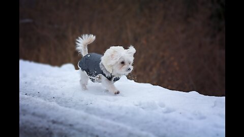 funny dog in the snow