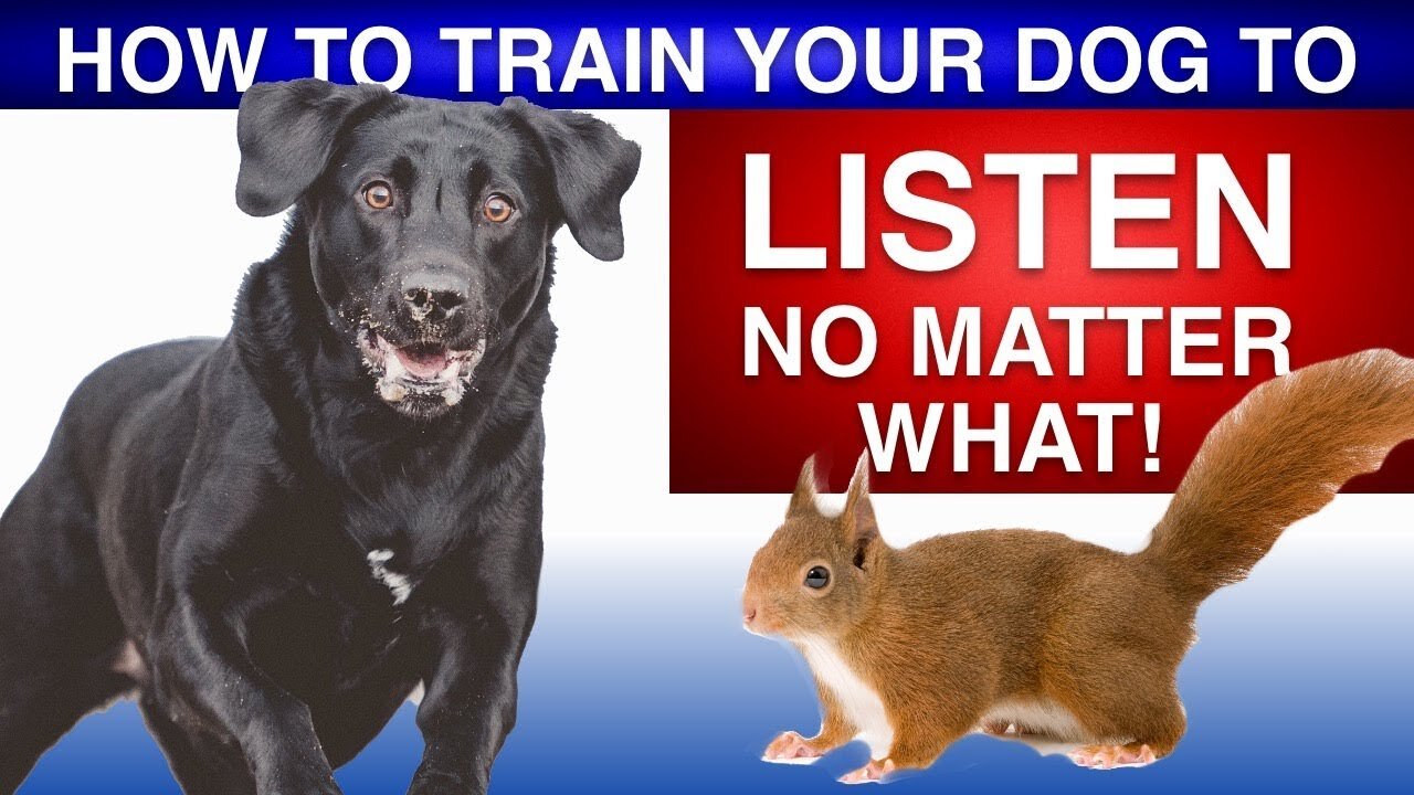 Basic Dog Training. Know How to train your dog.