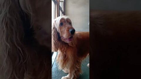dogshow golden, shorts