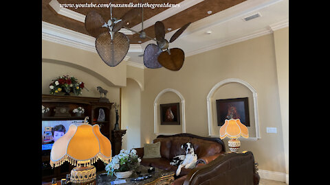 Great Dane Is Dwarfed By Massive Fanimation Double Ceiling Fan