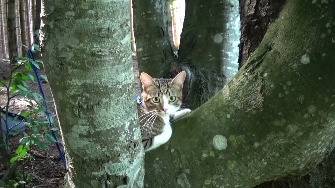 Brave Little Cat Watches Tourists from the Branches of a Tree