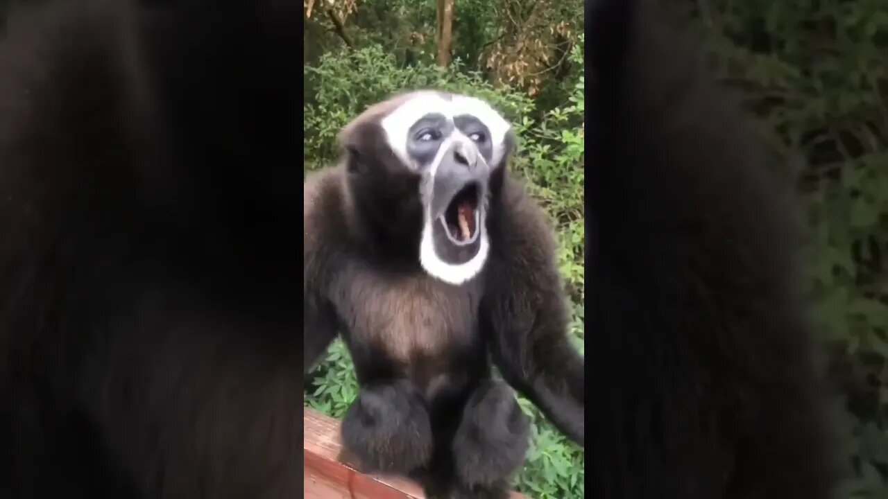 Quem ta feliz da um grito ai #sustentabilidade #animals #ekological