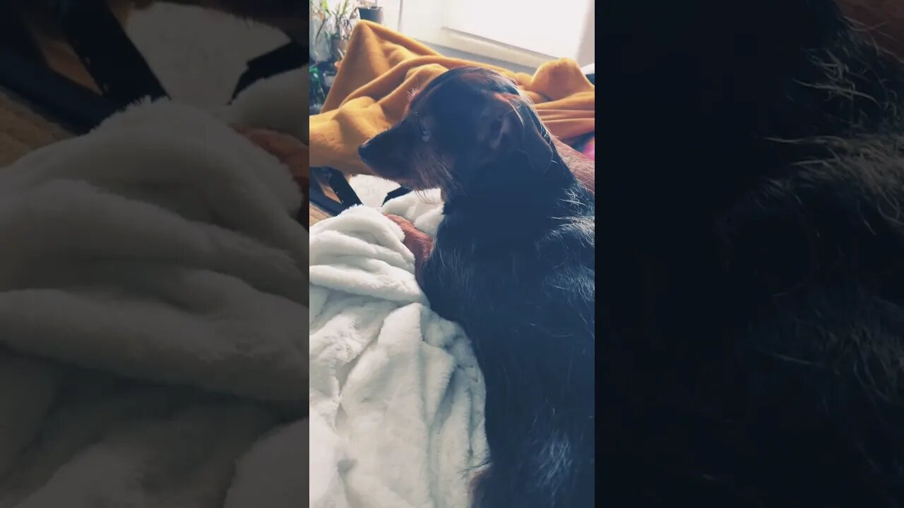 Opie the Dorkie (Dachshund/Yorkie)