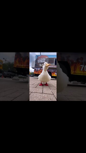 Happy Duck 🥗🦢✨