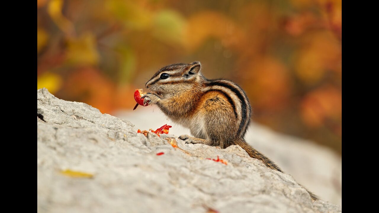 Colorado Chipmunk