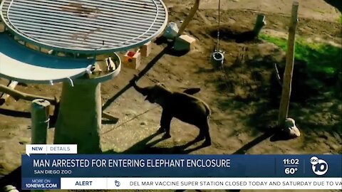 Man arrested for entering San Diego Zoo elephant enclosure