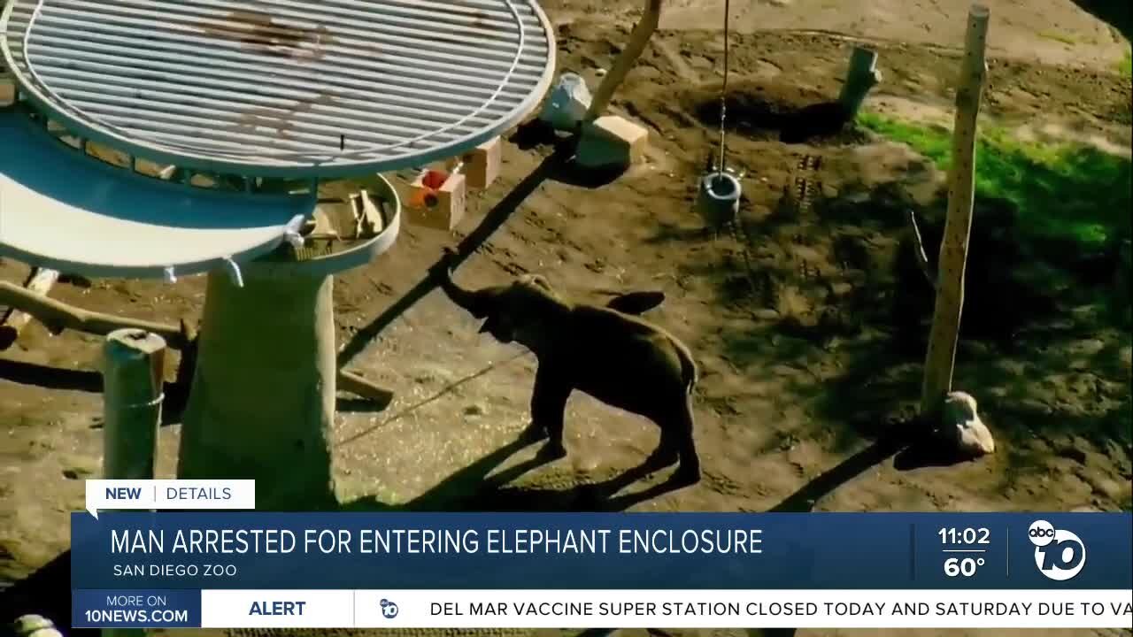 Man arrested for entering San Diego Zoo elephant enclosure