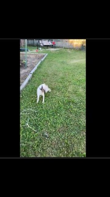 Yolanda and Princess play with water