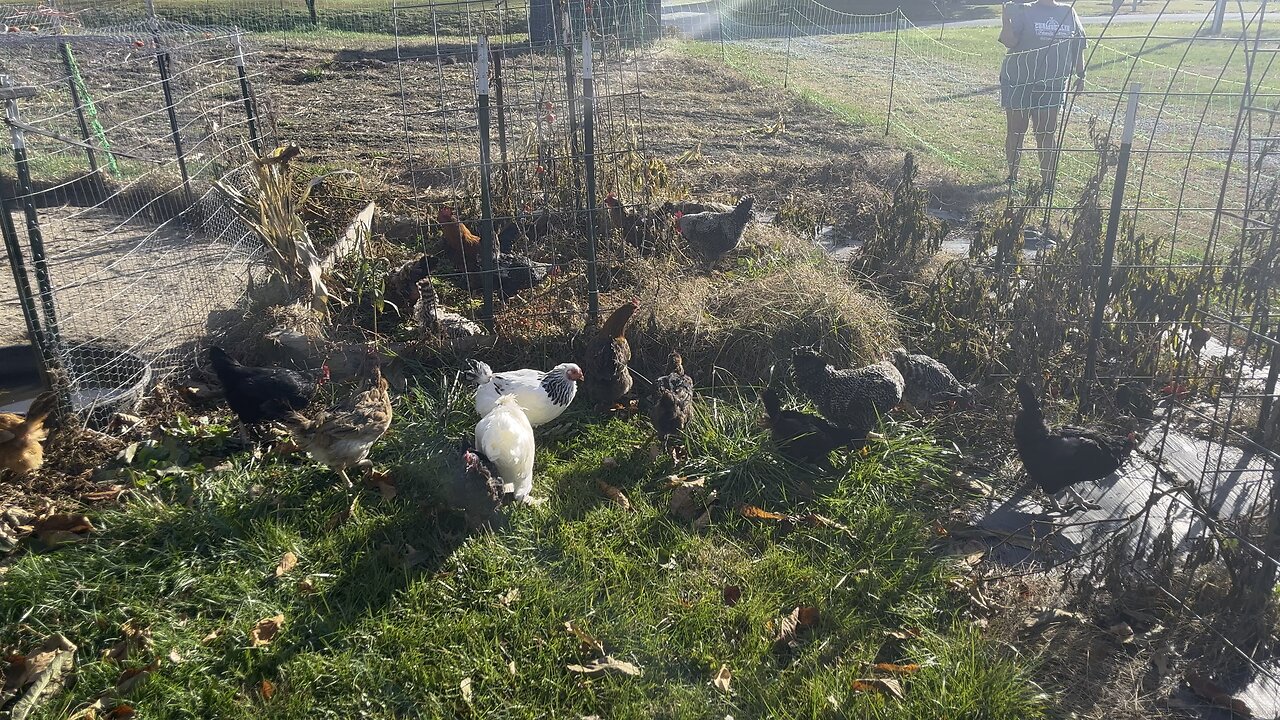 Chickens Mowing Down The Garden #chickens #garden #farm #homestead Chamberlin Family Farms