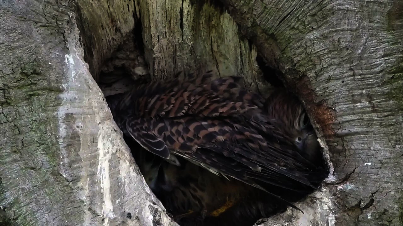 Adult Kestrel Feeding Babies