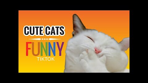 CUTE CATS FUNNY VIDEO COMPILATION TIKTOK 2021 | TOP PETS