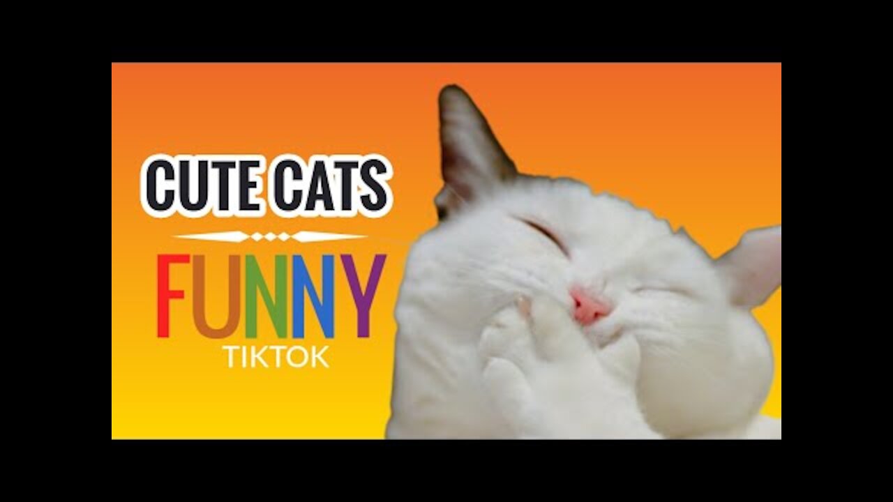 CUTE CATS FUNNY VIDEO COMPILATION TIKTOK 2021 | TOP PETS