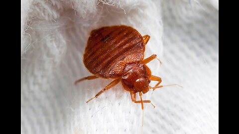 BED BUG NIGHTMARE PART TWO: BLOODY DRYER