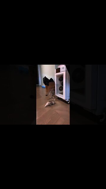 Induk Memangil Anak nya