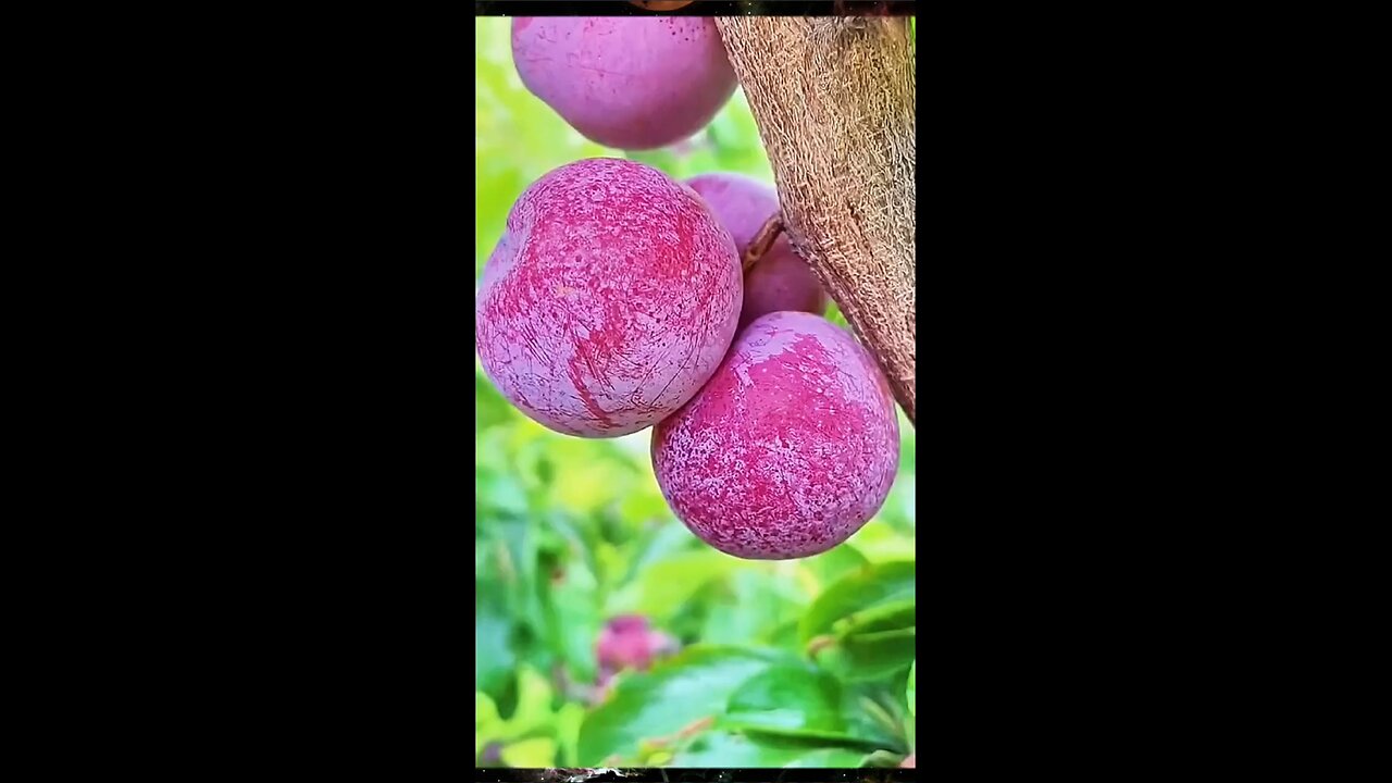 beautiful fruit