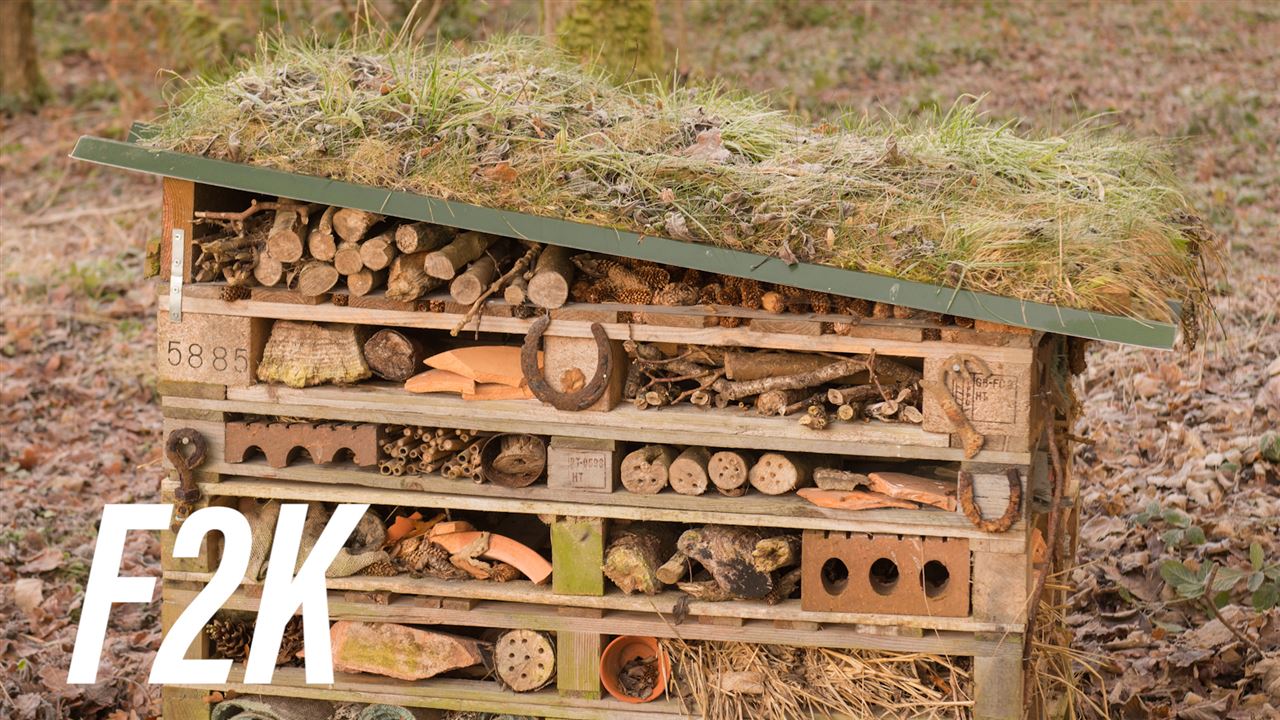 How Amsterdam is ‘buzzy’ saving bees