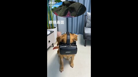 Funny Dog Reaction- Dog playing 3D game